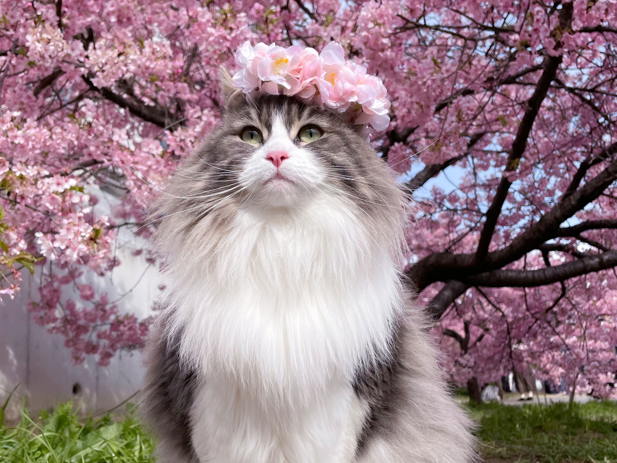 猫写真に癒される「かわいいニャンGP」 【神々しいまでに美猫部門】発表応募写真はすべて掲載！