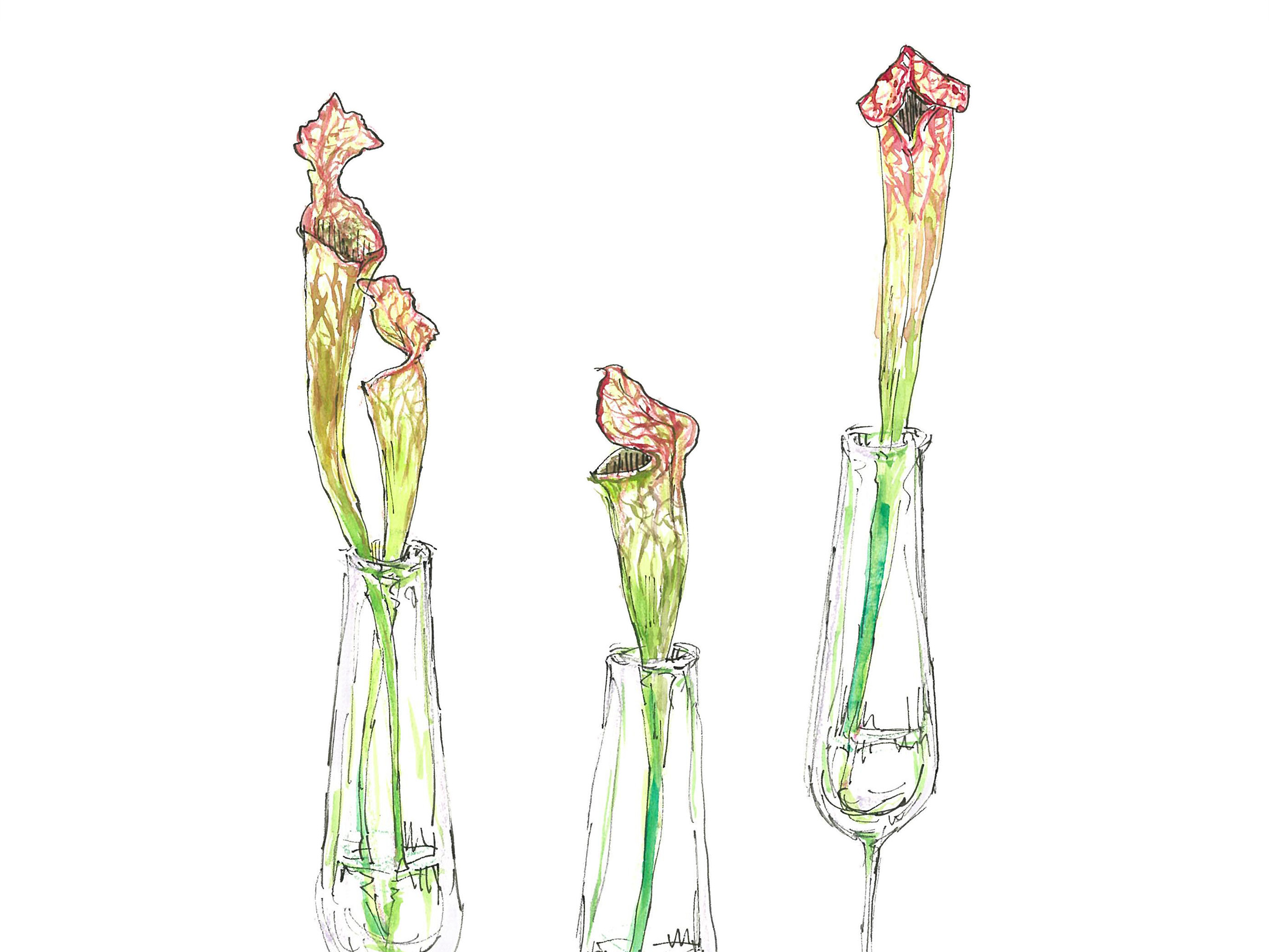 【8月2日の花】ワイルドなサラセニア フラワーデザイン界大注目の食中植物