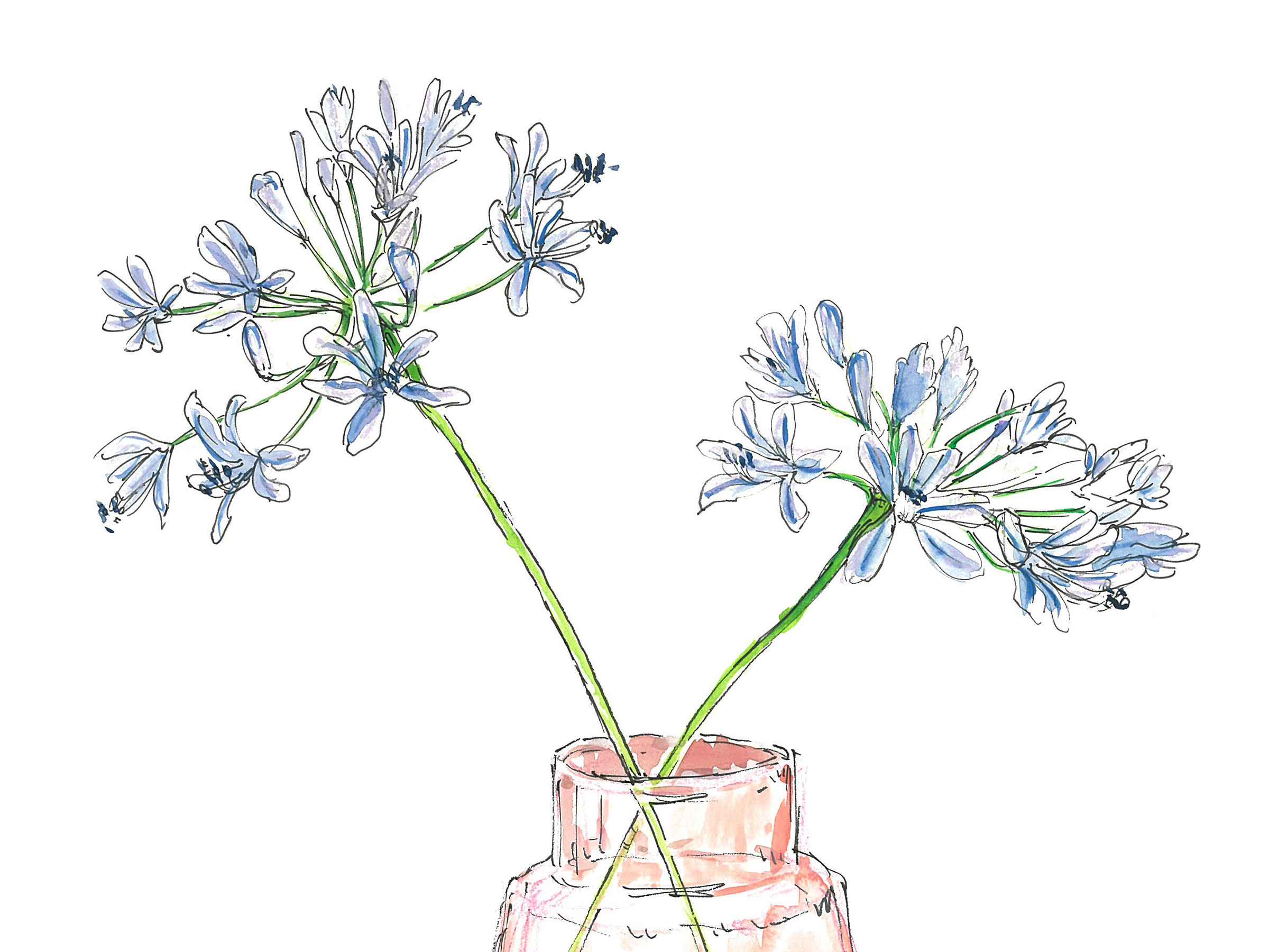 【8月3日の花】愛の花アガパンサス 背が高いので大きめの花器に飾って