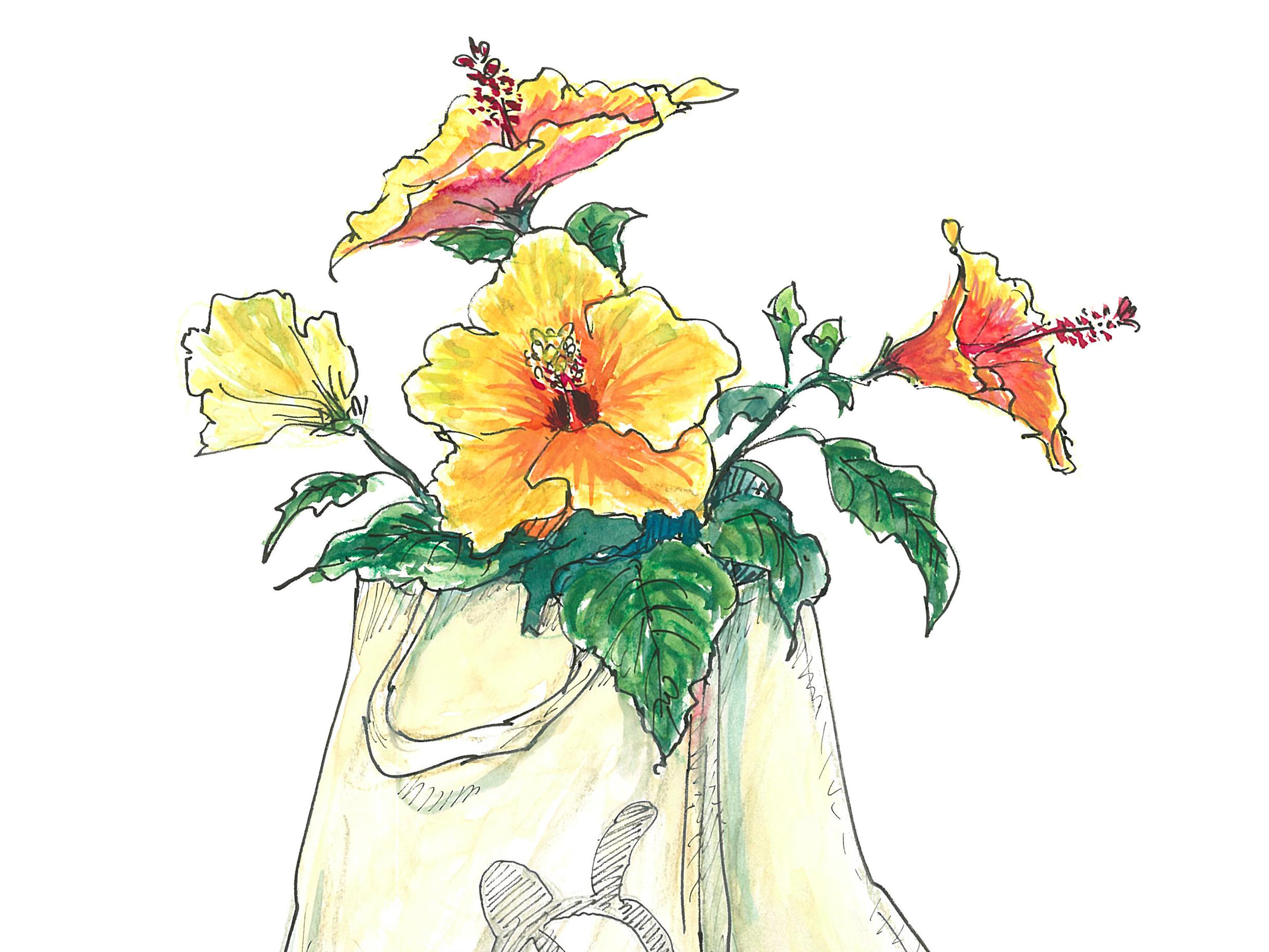 【8月4日の花】ハイビスカス 南国テイストのエコバッグを鉢カバーに