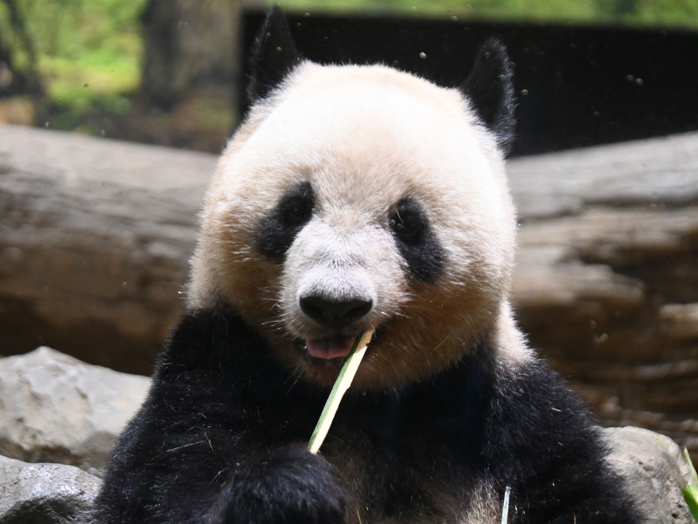 双子パンダの食事に昆虫やトマトが。食べる姿が見られたらラッキー!? 新メニューの反応を上野動物園に直撃