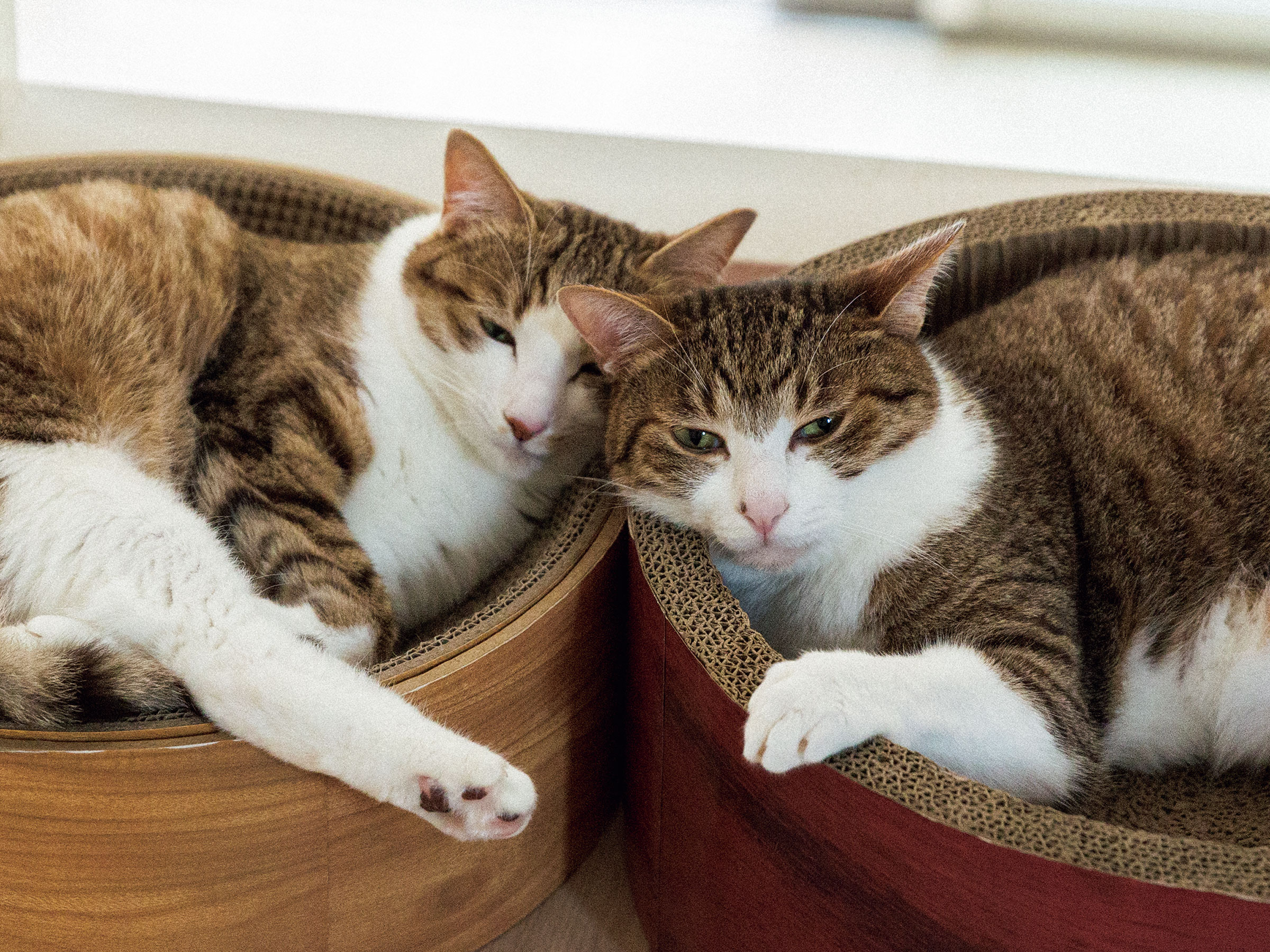 【きょうは世界猫の日】写真家・安彦幸枝が撮る猫の表情「笑える表情から凜とした姿まで」