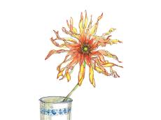 【9月22日の花】ウェーブ咲きガーベラ 燃える太陽のよう！ デルフト柄の器に