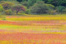 【栃木県 2024年版】 秋の絶景・風物詩10選 金屏風とも称される日光・小田代原の幻想風景