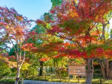 【東京都 2024年版】 秋の絶景・風物詩10選 平成庭園秋の散策にぴったりの風雅な庭園