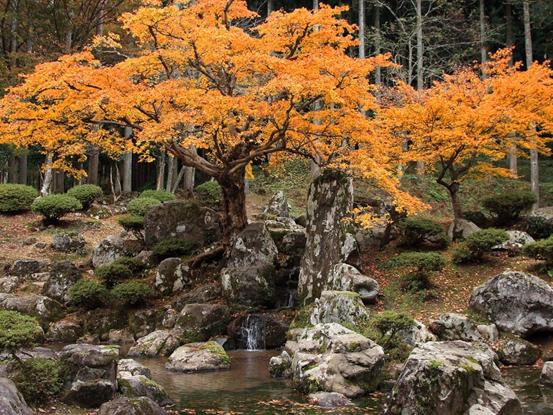 【福井県・2024年版】秋の絶景・風物詩10選。400年地中に眠っていた遺跡が紅葉に染まる