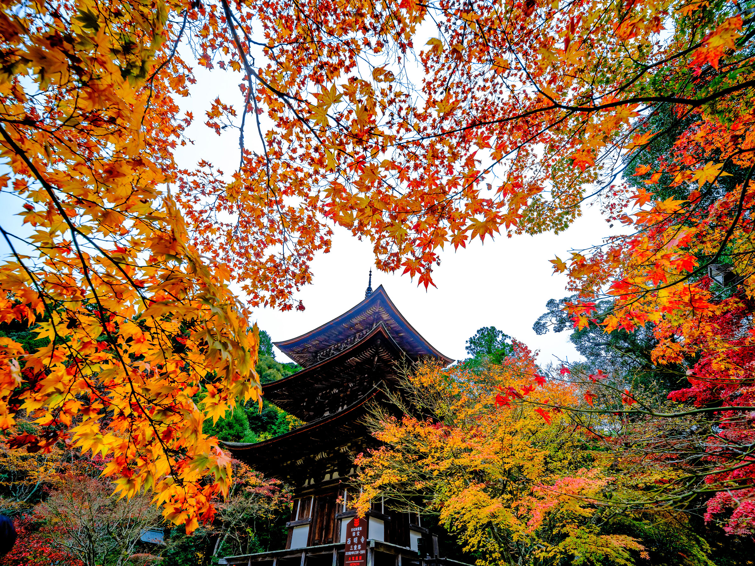 【滋賀県 2024年版】秋の絶景・風物詩10選。不断桜と千本のモミジのコラボ絶景