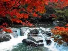 【岡山県 2024年版】秋の絶景・風物詩10選。真っ赤なモミジのトンネルは圧巻「奥津渓」