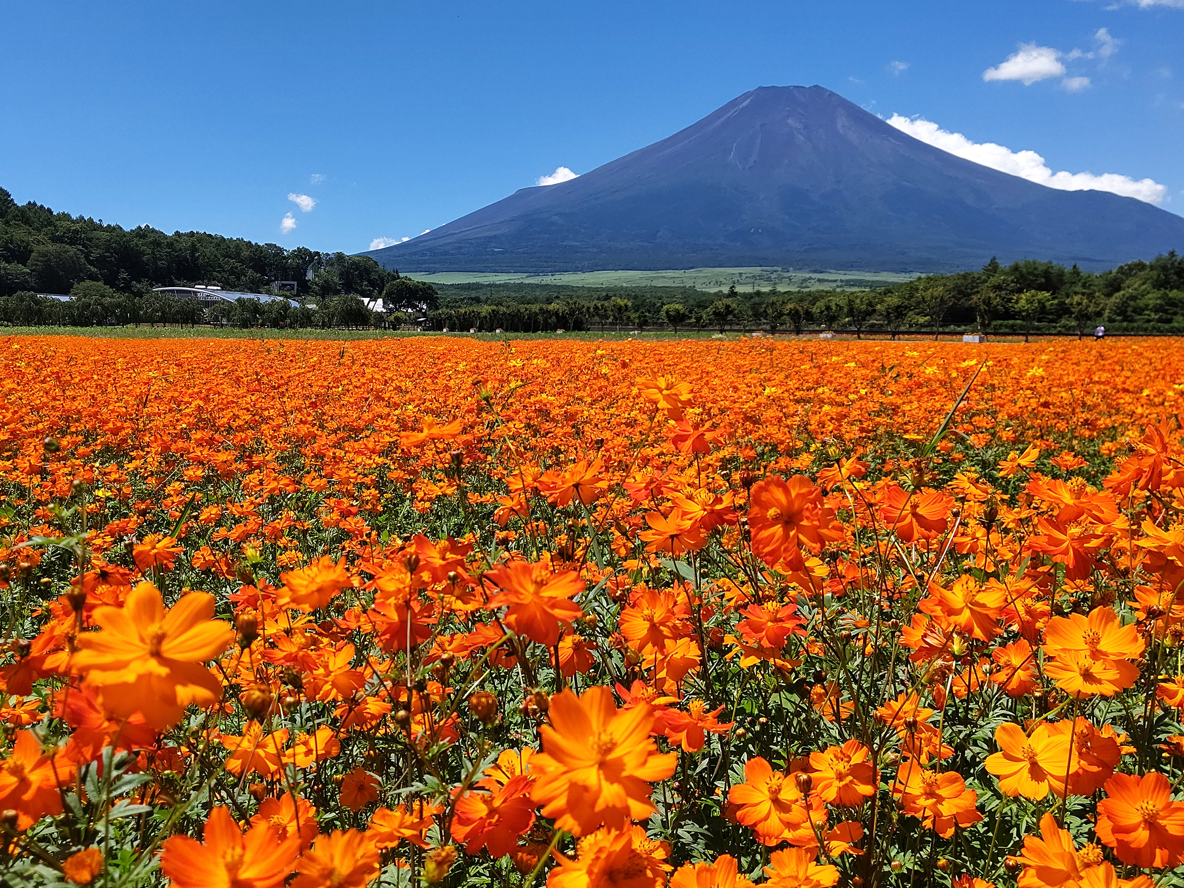 【2024年版】 今こそ行きたい！ 日本の秋の絶景 ～中部・北陸篇～