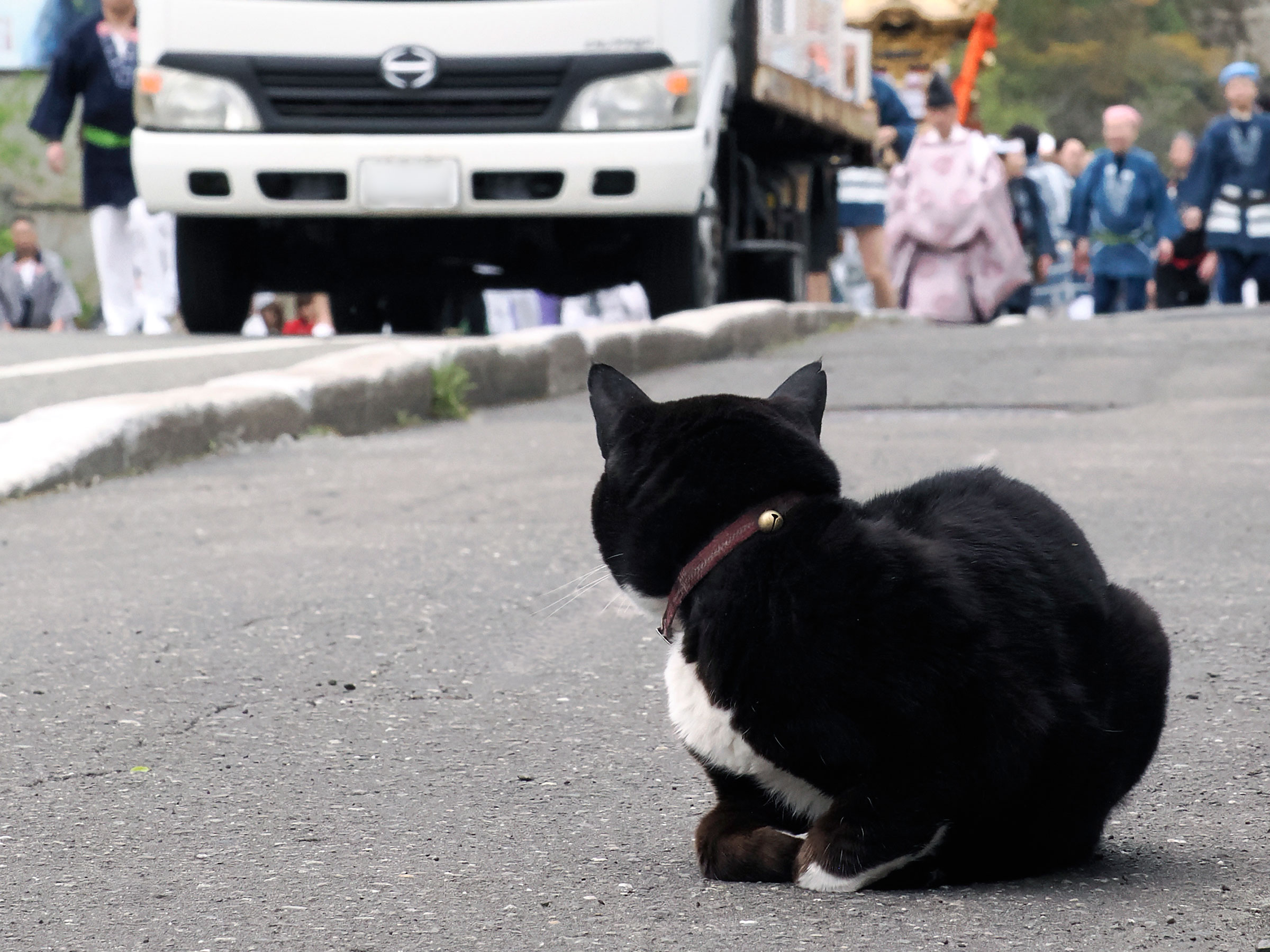 なんだか町が騒がしいけど おいしいのものでもあるのかニャ？ 佐々木まことの犬猫脱力写真館