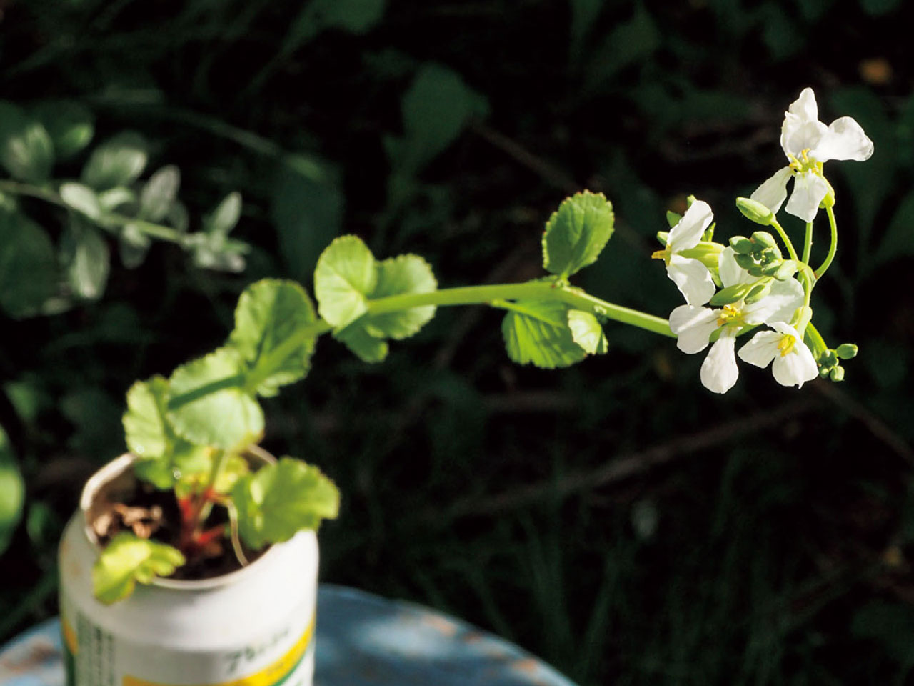 物価高の救世主!? 身近な野菜の葉や 根をもう一度育てる「リボベジ」に 挑戦してみよう。初心者でもOK！