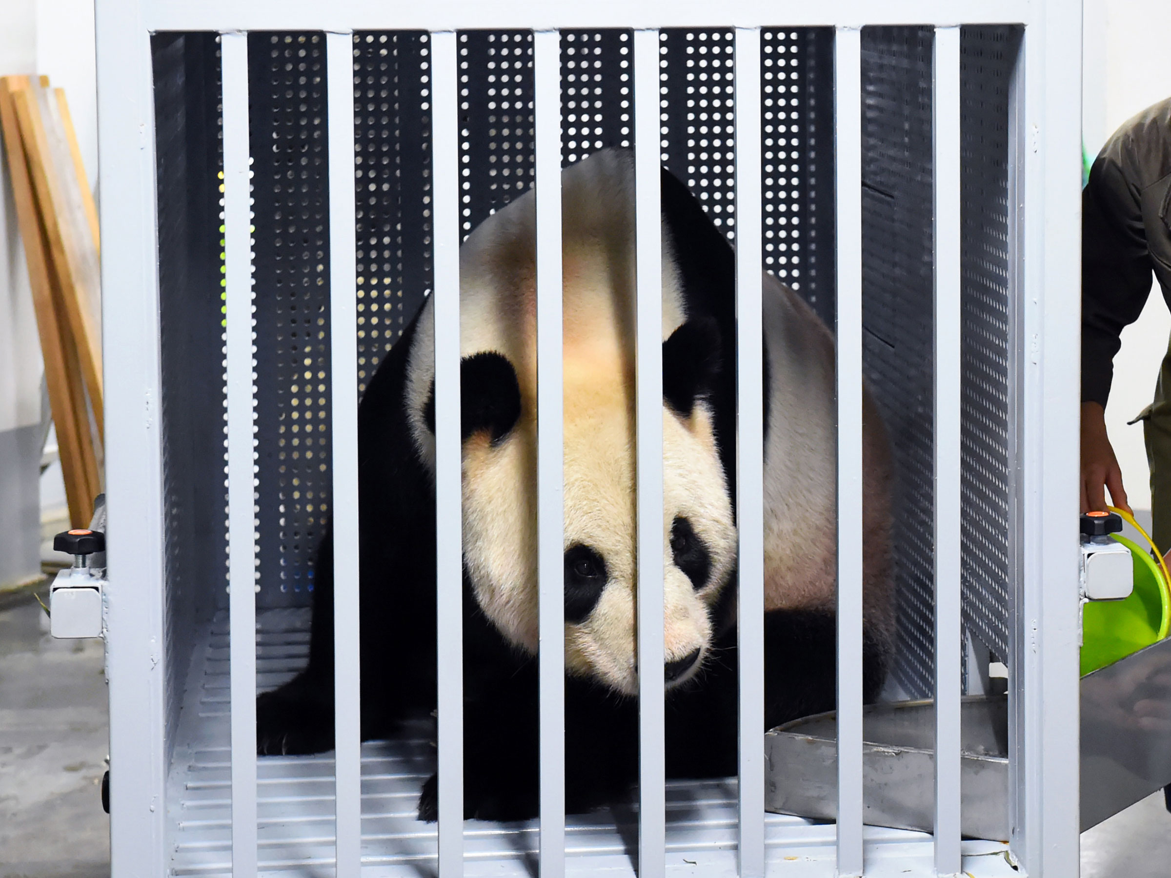 上野動物園のリーリー・シンシンが帰国　1年半で半減した日本で暮らすパンダたちの“これから”