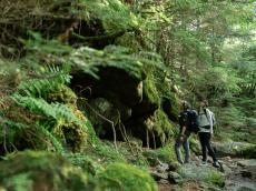 【まるでジブリの世界】苔むす静謐な山道、見上げれば南アルプスの名峰。らくらくハイクで絶景の山小屋「赤岳鉱泉」へ