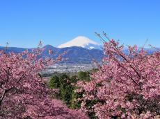 【神奈川県・2025年版】冬の絶景・風物詩10選。2月から見ごろを迎える早咲きの河津桜と、富士山の共演