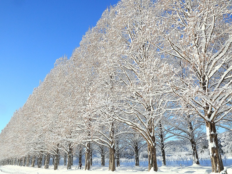 【滋賀県・2025年版】冬の絶景・風物詩10選。ふわふわの新雪をかぶった、神秘的なメタセコイア並木