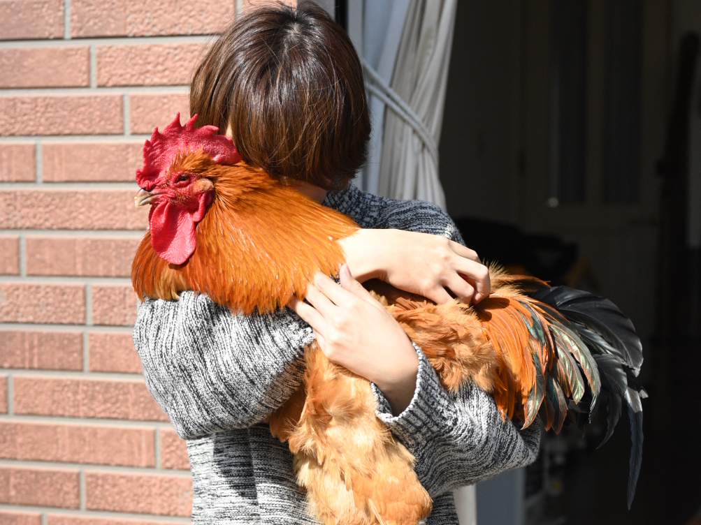 完全室内飼いのニワトリが可愛い！ 飼い主に聞く生活のリアル 「ベッドで一緒に寝起きしてます」――2024年BEST記事