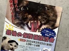 【やっぱり猫が好きすぎる！】〈超上級者向け〉最強の保護猫譲渡会 「シャーシャー猫だけの譲渡会」で目撃した、猫たちの意外な姿とは？