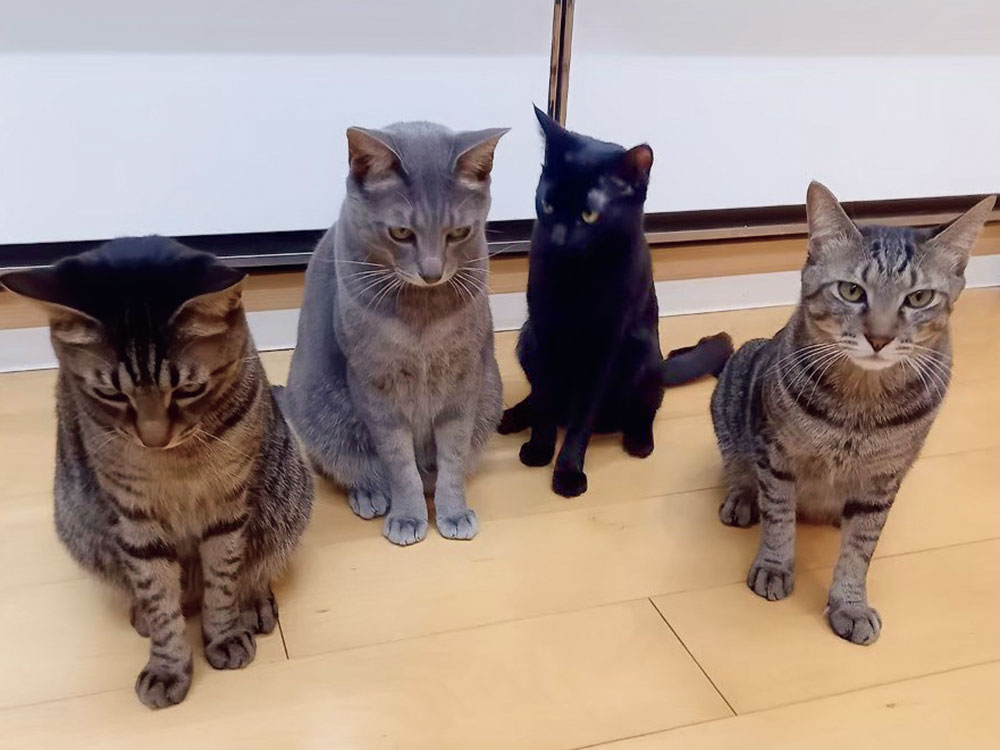 【やっぱり猫が好きすぎる！】落語家・林家たい平さんは黒猫に画家の名前をつけるマイルールが。「先代はマネ、ミレー。今は…」