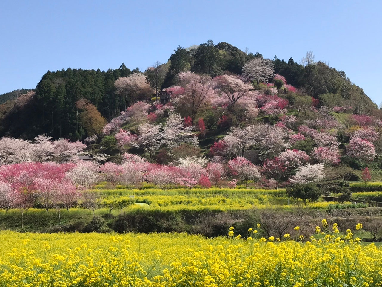 日本の風景 めぐり来る春