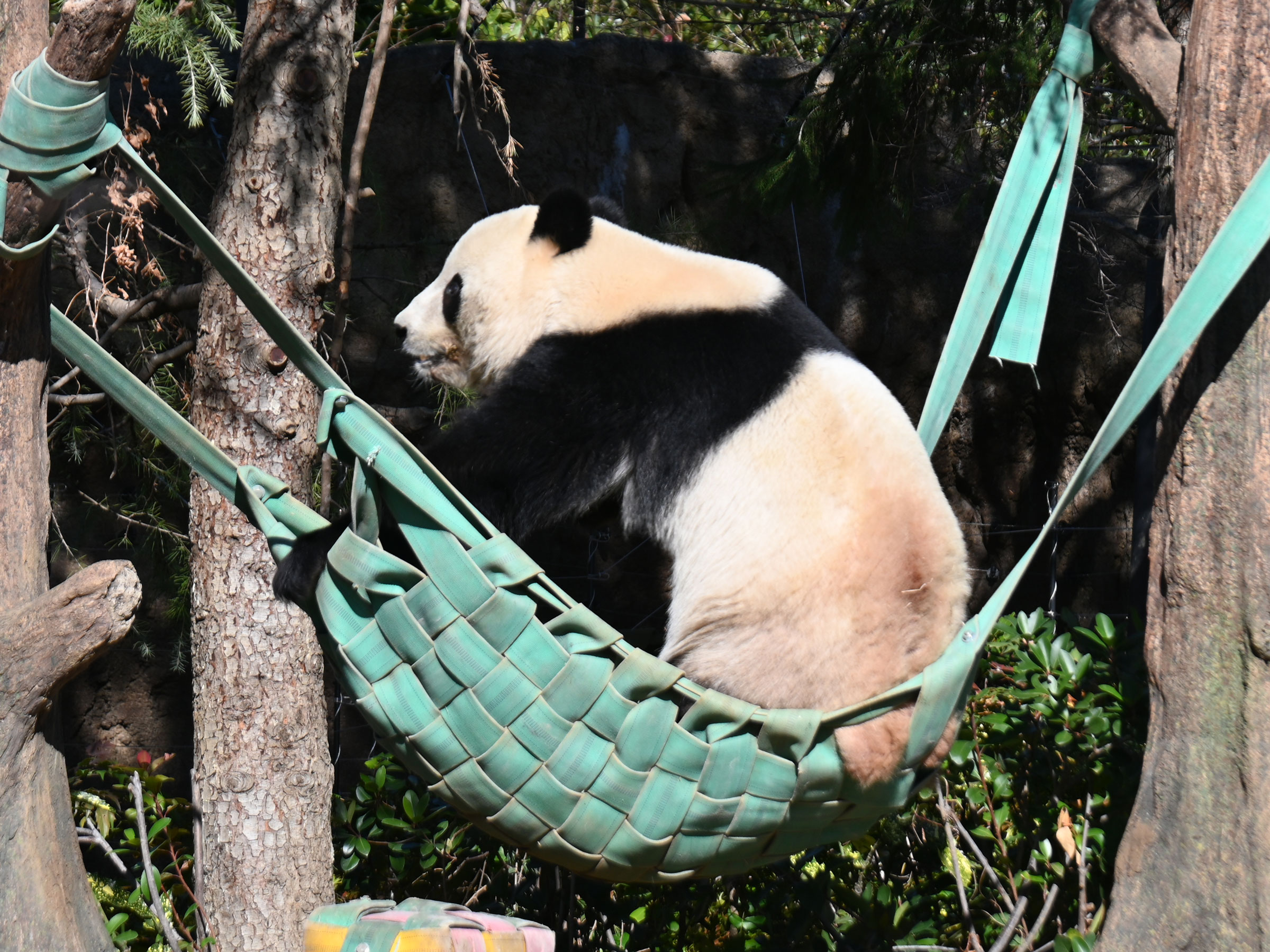 タワマンを望む上野から中国の山へ》上野双子パンダの“旅立ち”と“現在