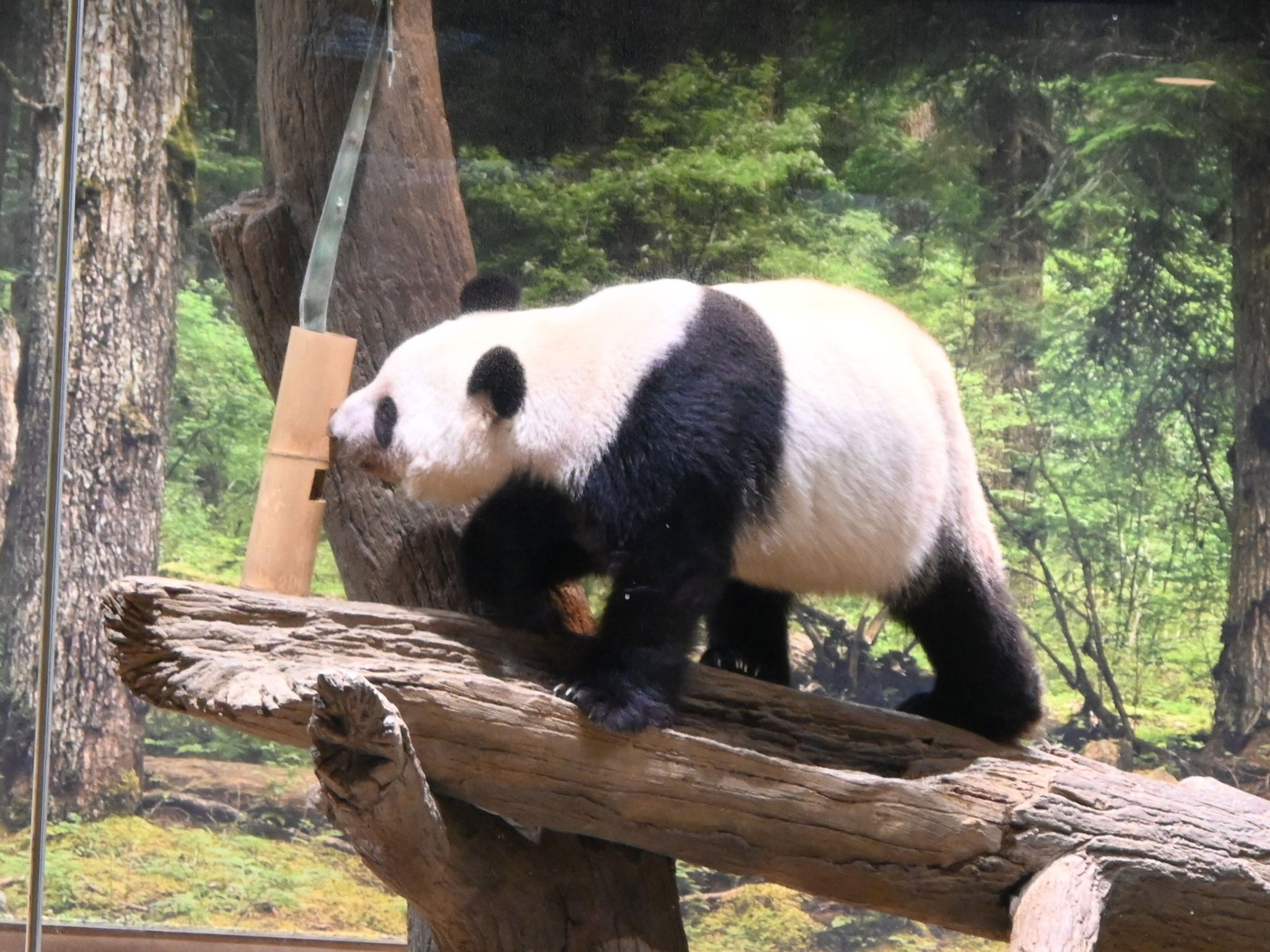 リーリーは比較的すぐ…シンシンは時には装置を」上野動物園がパンダの