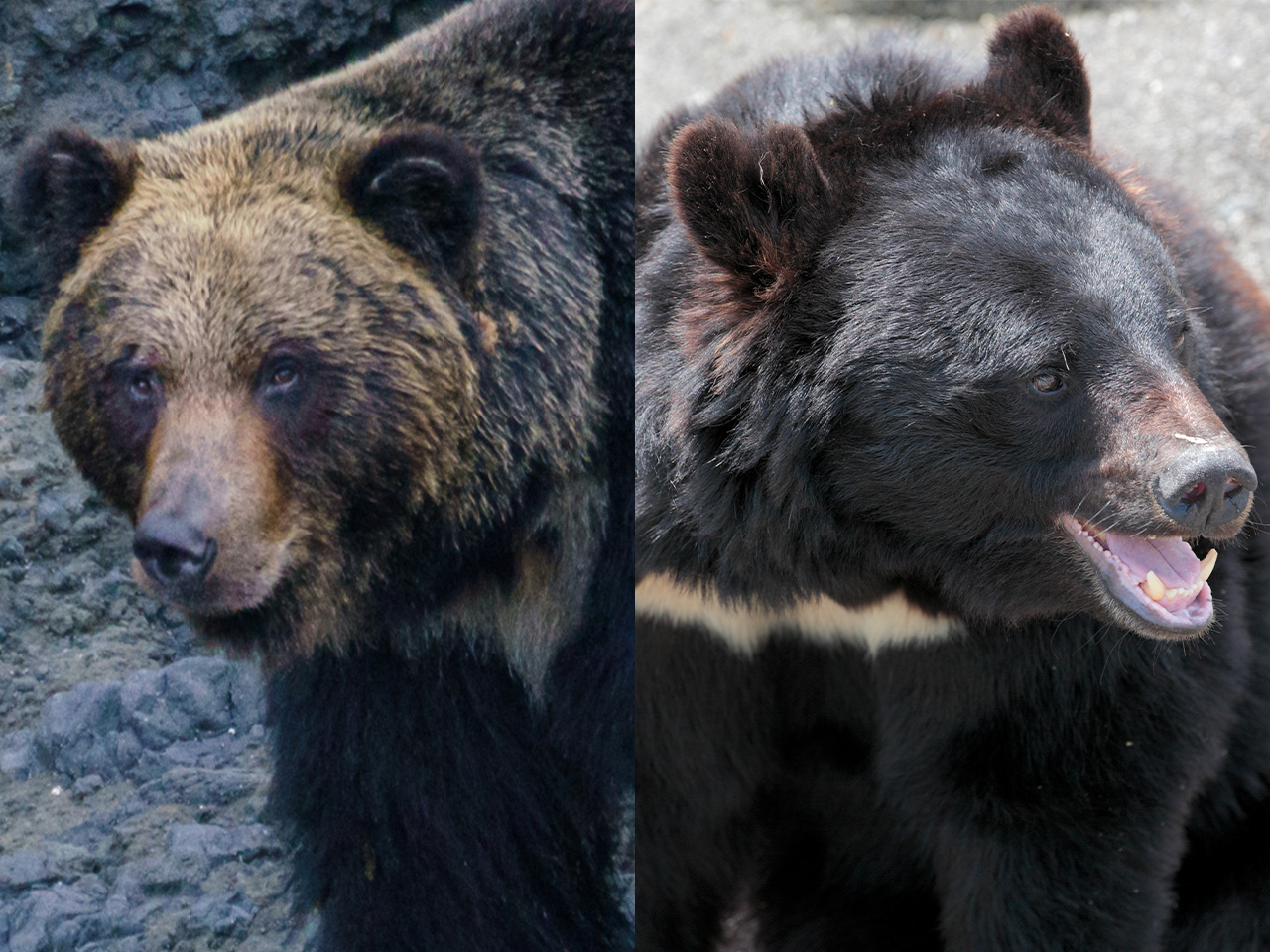 ヒグマとツキノワグマの間に生まれたクマ。生殖能力は…」野生で出会う