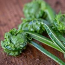 春の山菜「こごみ」の美味しい食べ方！下処理方法やおすすめレシピ6選をご紹介