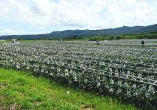 ポスト・コットンは「パイナップルの葉」？　沖縄発ベンチャーが挑む新天然繊維の可能性