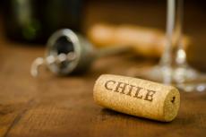 チリワイン市場、「安旨ワイン」と「高品質ワイン」の二極化へ