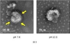 【中部大学】アルカリ水溶液でA型インフルエンザウイルスが不活化されるメカニズムを解明 ― 感染症予防に新たな可能性 ―