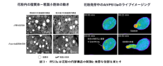 東京家政学院大学石綱史子准教授と東京大学大学院の藤井壮太准教授らの研究グループが植物花粉の急速な目覚めを支える巨大タンパク質を発見