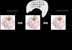 生体内の酸化還元反応における"電子の運び屋"役のタンパク質エネルギー獲得のための生物共通の電位制御の仕組みを解明―水素原子１つが司る"ナノスイッチ機構"の発見―