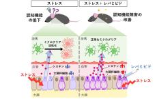 ストレスによる大腸の不調が学習能力を低下させることを発見