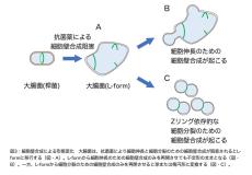 大腸菌L-formにおいて、隔壁合成はアメーバ様細胞から一定の大きさの球形細胞への変化に必要である〜進化の過程で細胞形態がどのように決められたかの考察〜