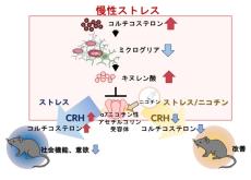 トリプトファン-キヌレニン経路の変容により誘発されるうつ病の新たな病態メカニズムを解明