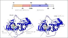 【名古屋大学】日本人の自閉スペクトラム症患者の遺伝的背景を探索　～国内初の全ゲノム解析結果を活用し、病態ベースの診断へ～