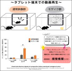 【麻布大学】マウスの情動伝染には「嗅覚」に加えて「視覚」が重要である