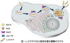 病原細菌であるレジオネラが宿主細胞の小胞体に定着する仕組みを解明～レジオネラの小胞体定着化に働く宿主・病原体双方の因子を発見