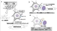 埼玉医科大学の研究グループが過分化メラノーマ細胞の免疫学的特徴を解明 ― より手堅いメラノーマの治療法開発に向けて