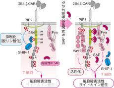 東京医科大学・熊本大学の共同研究チーム「サイトカインストームを回避する新たなCAR-T細胞療法　補助刺激受容体2B4を用いたCARの基盤研究」 〜新たな免疫チェックポイント療法やCAR-T細胞療法への応用に期待〜