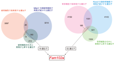 骨リモデリング因子Fam102aが骨代謝を制御するメカニズムを解明