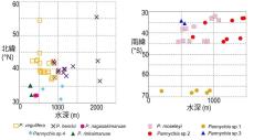 【昭和大学・国立科学博物館】太平洋のハゲナマコから4新種候補を含む10種を発見！ 〜世界各国の博物館標本の遺伝子解析から多様性を明らかに～