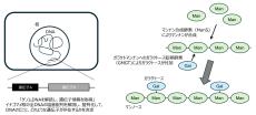 【東京農業大学】イナゴマメの高品質ゲノム解読に成功、バイオサイエンス学科 篠澤 章久 助教、坂田 洋一 教授が宮城大学、富山大学と共同研究