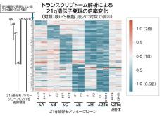 ヒト 21 番染色体部分モノソミーiPS 細胞の作製に成功～ヒト染色体欠失症やダウン症の機序解明や治療標的発見への応用を期待