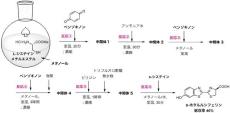 【名古屋大学】"ホタルの光"を簡便に合成する方法を開発！　～病原菌の検出などに使う発光物質ルシフェリンを環境にやさしく製造～