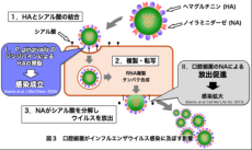 【日本大学】歯周病関連細菌がインフルエンザウイルス感染を促進させることが明らかに〜良好な口腔環境がインフルエンザ予防につながる可能性〜