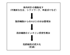 【日本大学】不規則な生活により太るメカニズムを解明しました　～「体内時計の乱れによる肥満形成の分子メカニズムを解明」～