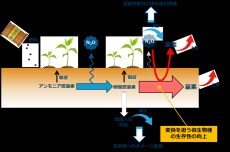 世界初、土壌中における微生物の長期生存をコントロール～土壌中からの温室効果ガス排出削減に資する基盤技術を確立～