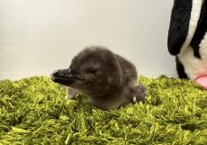 すみだ水族館】新たに2羽のきょうだいが仲間入り マゼランペンギンの