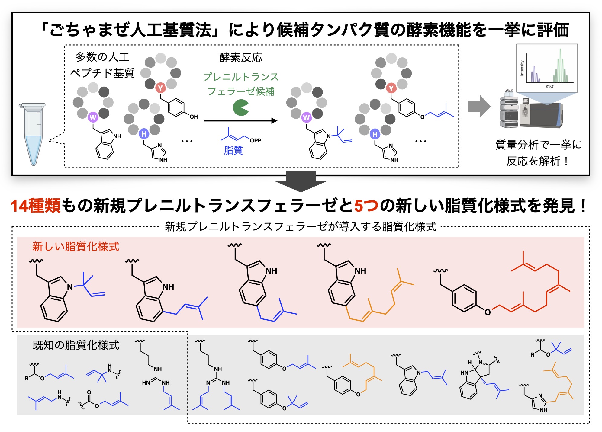 横浜市立大学】「ごちゃまぜ法」でペプチドを修飾する新規酵素を一挙に